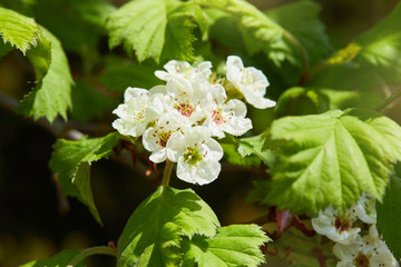Crataegus laevigata blooming in a sunny weather. Flowering spring stream, flowers of midland hawthorn, beautiful white flowers on a green background