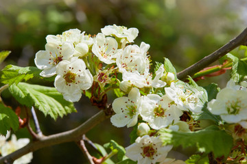 Crataegus laevigata blooming in a sunny weather. Flowering spring stream, flowers of midland hawthorn, beautiful white flowers on a green background
