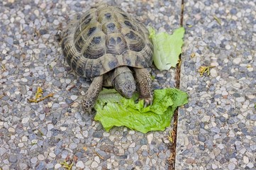 A land turtle is eating a lettuce leaf in the garden (Pesaro, Italy, Europe)