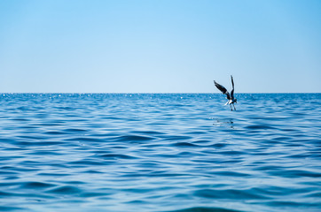 Seascape background seagull flying over blue sea and sky