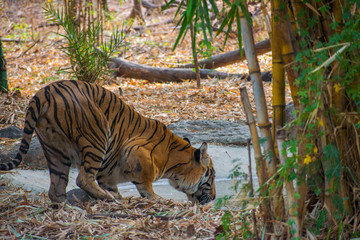 Tiger in the nature habitat. Thirsty Tiger male drinking water. Wildlife scene with danger animal. Hot summer in Rajasthan, India. Dry trees with beautiful indian tiger, Panthera tigris