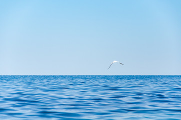 Seascape background seagull flying over sea against blue sky