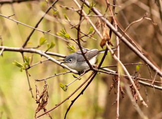 Blue-Gray Gnatcatcher near Toronto's Don River
