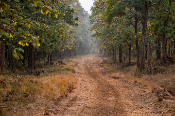 Road through the Melghat forest with tall green trees around and wheel path