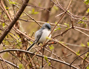 Blue-gray Gnatcatcher near Toronto's Don River