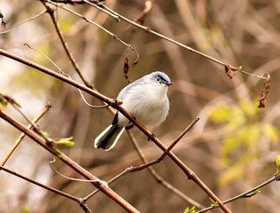 Blue-gray Gnatcatcher near Toronto's Don River