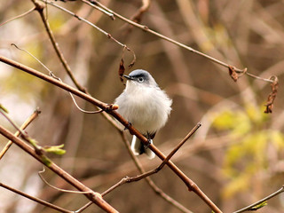 Blue-gray Gnatcatcher near Toronto's Don River