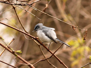 Blue-gray Gnatcatcher