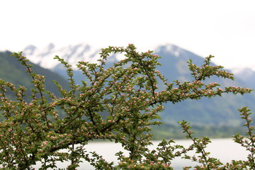 Blühende Staude mit Berge im Hintergrund.