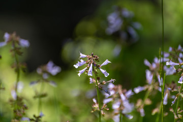 cluster of lavender wildflowers flowers