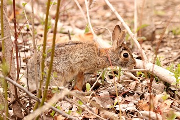 Eastern Cottontail Rabbit