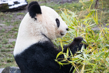Naklejka na ściany i meble Giant panda eating bamboo