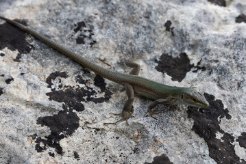 Lizard on the rock