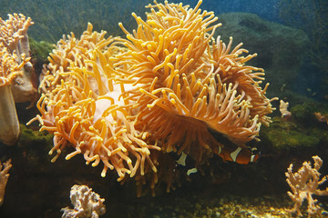 Fototapeta na wymiar Wonderful orange Ocellaris clownfish (Amphiprion ocellaris), also known as the Clown anemone in their habitat