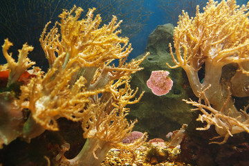 Fototapeta na wymiar Amazing view of the underwater world of coral reef in a tropical sea.