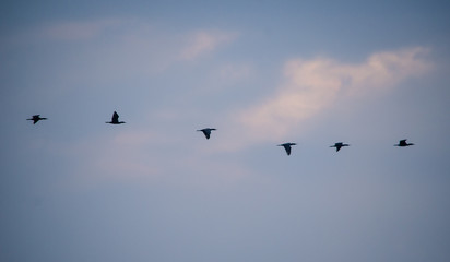 Obraz na płótnie Canvas 6 birds migrating