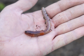 Earthworm on hand. Lumbricidae. The concept of organic farming, fertility and permaculture