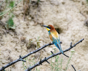Colorful bird and its hunt. Green yellow nature background. Bird: European Bee eater. Merops apiaster. Czech Republic