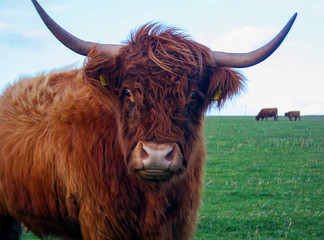 scottish highland cow in the field