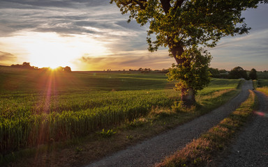 Landscape in Denmark with immature grain, path, sunset and homestead