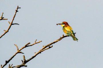 Colorful bird and its hunt. Green yellow nature background. Bird: European Bee eater. Merops apiaster. Czech Republic