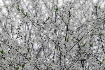 blooming tree branches for the entire frame