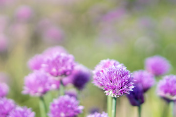 Fresh chive flowers in agriculture with space for text or logos