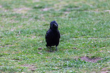 Crow walking on the grass