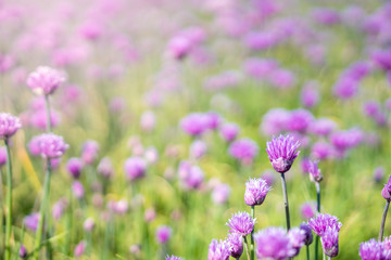 Obraz premium Fresh chive flowers in agriculture with space for text or logos
