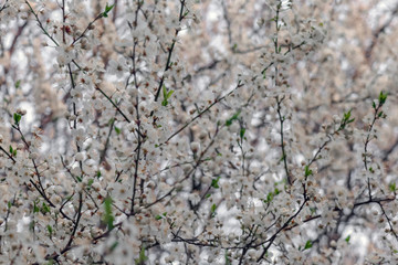 blooming tree branches for the entire frame