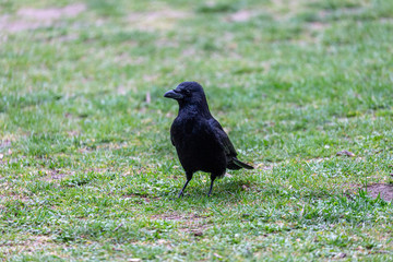 Crow walking on the grass