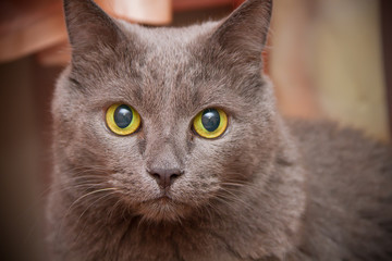 Adult domestic gray cat.
