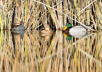 patos y fochas reflejados en el estanque con juncos (Anas platyrhynchos) Marbella Andalucía...