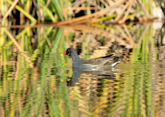focha moruna en el estanque (Fulica cristata) Marbella Andalucía España