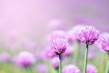 Fresh chive flowers in agriculture with space for text or logos