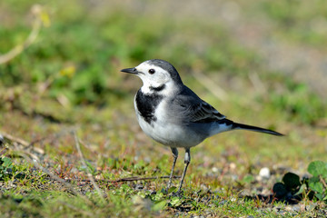 lavandera blanca en el césped del parque (Motacilla alba) Marbella Andalucía España