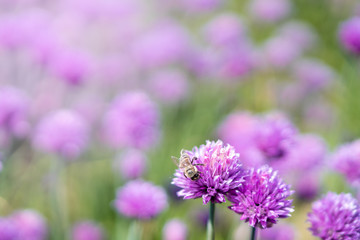 Obraz premium Fresh chive flowers in agriculture with space for text or logos