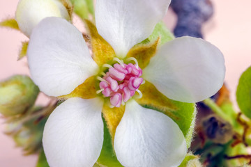 blooming branches of a pear tree close up