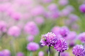 Fresh chive flowers in agriculture with space for text or logos