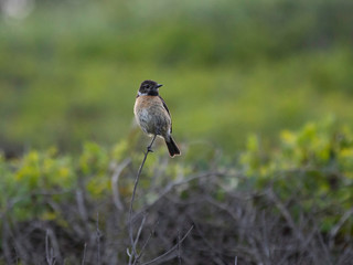 Common stonechat Saxicola rubrical perched defending its territory
