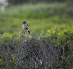Common stonechat Saxicola rubrical perched defending its territory