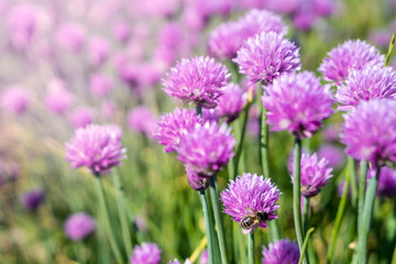 Fresh chive flowers in agriculture with space for text or logos