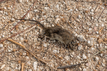 Dead mouse close up