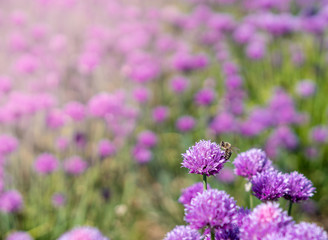 Fresh chive flowers in agriculture with space for text or logos