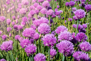 Fresh chive flowers in agriculture with space for text or logos
