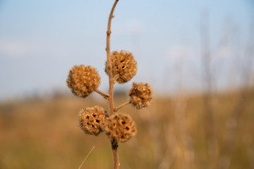 Invasive plant of pasture fields on blurred background