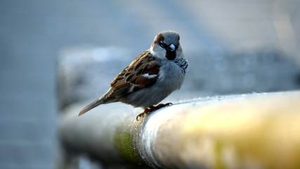 House Sparrow in spring in a park area.
The color of the plumage is brownish-brown on top, rust-colored with black spots, whitish or gray underneath. 
Selective focus.