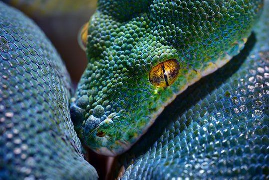Green tree python Morelia viridis close-up. Portrait art. Environmental conservation, wildlife, zoology theme