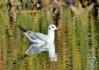 gaviota reidora en el estanque del parque (Chroicocephalus ridibundus) Marbella Andalucía España	