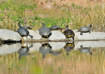 tortugas, tres en raya en las piedras del estanque  (Testudines) Marbella Andalucía España	